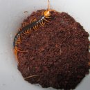 마이차우 이미지