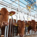 신선미축산