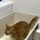 스마트캣 | [내돈내산] 고양이 써유모래 카사바모래 스마트캣 후기