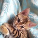 미파캐터리 이미지