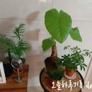 알로카시안 이미지