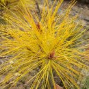 황금수퍼 이미지