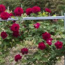 그림정원 이미지