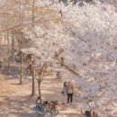 "이번주가 절정입니다!!"...이번 주말에 가볼만한 서울 근교 벚꽃 명소 추천 TOP 5 이미지