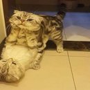 고양이 유치원 이미지