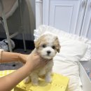 앨리스코리아켄넬 이미지