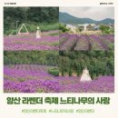 사랑 | 경남 양산 라벤더 축제 느티나무의 사랑 카페 입장료 주차정보 아뜰리에 올모 후기