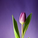 한인터내셔널 이미지