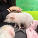 미카페(mi cafe) | 후쿠오카 텐진 이색카페 돼지카페 <미피그카페 mipig cafe> 후기, 위치 + ( )