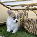 도그마루 강아지고양이 안산점 이미지