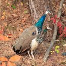 신도펜션 이미지