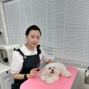 서울애견 미용실 이미지