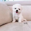 굿펫샵컴퍼니