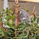 인형과 함께 | 뜨개인형과 함께하는 시드니 3대 동물원 비교(타롱가주, 페더데일, 와일드 라이프)