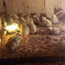 학성농장 이미지