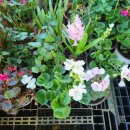 하모리-17 이미지