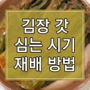 김장갓 심는 시기 및 재배방법 알아보기 이미지