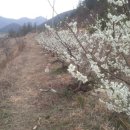 생태농원소향 이미지