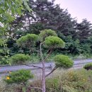 시골반찬 이미지