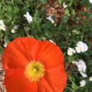 poppy seed flower 이미지