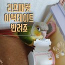 패럿 ( PARROT ) | 앵무새카페 이색카페 리프패럿후기/ 반려조 코뉴어 앵무새 67일째