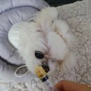 강아지 심장병 진단, 심장약 자가소분 2년 후기