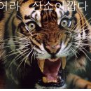 나오네일 이미지