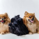 무룡축산 이미지