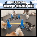 SM펫살롱 이미지