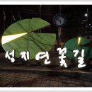 성지연꽃길 이미지