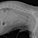 친친동물병원 이미지