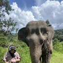 다애 카카오 검색결과