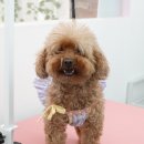 쫑랑쫑랑 이미지