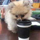 아지랑양이 이미지