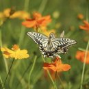 ◆(사진)시흥갯골생태공원 버들마편초(버베나) & ◆댑싸리 & ◆호랑나비와 황화코스모스 이미지