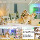 만남농장 | 인천고양이분양 꿈꿔왔던 고양이와의 만남 후기