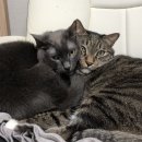 새나라공인중개사 | [후기1]버팀목 / 중기청 전세대출 후기(목적물변경, 증액, 이사..등등)