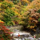 [2013 국내여행 100선] 꽃따라 길따라… 산 넘고 강 건너 올해는 꼭 가보자, 여기! 이미지