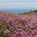 합천가축병원 | 황매산 철쭉 축제 2026 합천 산청 실시간 개화상태 주차장 및 추천 코스