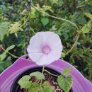 재난문자가 이미지