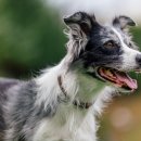 플라잉독 이미지