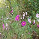 예림이네민박 이미지