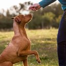 소노펫 스쿨 이미지