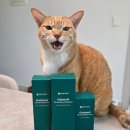 로니펫 | 고양이 피부관리 시작! 페페로니펫 오트밀 펫 스킨케어 3종 후기