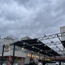 노부스테라 이미지