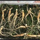 천종농장 이미지