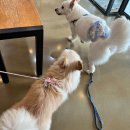 THE힘찬동물병원 이미지