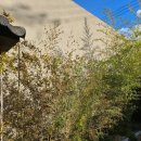 배방읍 북수서로 | 아산 배방 예쁜 카페 고목림 내돈내산