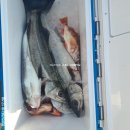 복사초 | 5/16 진도 복사초 농어 지깅 (메탈게임) - 빅마린호 후기