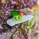 싱싱회종합어시장 이미지